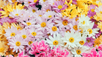 Fond d'écran gratuit de Fleurs - Jardins numéro 59350